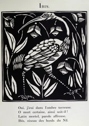 Der Ibis, Illustration aus 