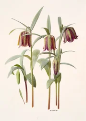 Fritillaria kotschyana