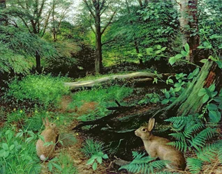 Im Wald - Ein Mittsommerabend