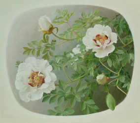 Paeonie Suffruticosa 