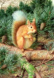 Rotes Eichhörnchen