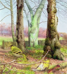 Erlenzeisige an einem Märzmorgen