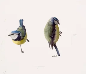 Zwei Studien einer Blaumeise