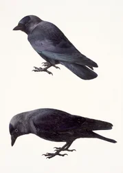 Zwei Studien eines Dohle