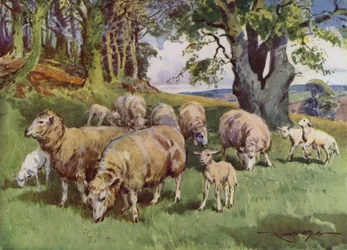 Illustration für Mein Bauernhof (Farblithografie)
