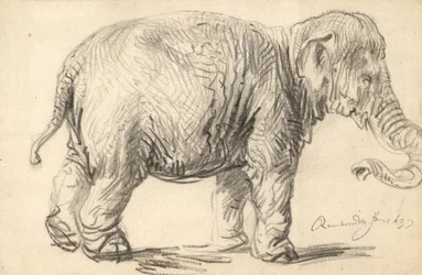 Ein Elefant