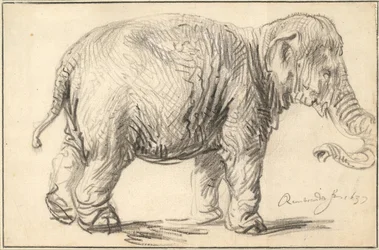 Ein Elefant, 1637