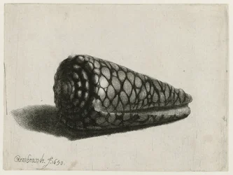 Die Muschel (Conus marmoreus)