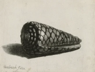 Die Muschel (Conus marmoreus) (1650)