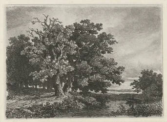 Bäume an einem Teich mit einem Boot