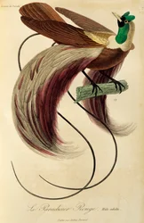 Erwachsener männlicher Roter Paradiesvogel (Paradisaea rubra), Gravur aus Histoire naturelle des oiseaux de paradis et des epimagues