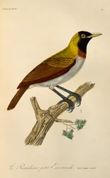 Junges Männchen des Kleinen Paradiesvogels (Paradisaea minor), Gravur aus der Histoire naturelle des oiseaux de paradis et des epimagues