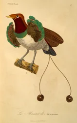Männchen des König-Paradiesvogels (Cicinnurus regius), Gravur aus der Histoire naturelle des oiseaux de paradis et des epimagues