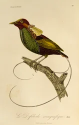 Männchen des Prächtigen Paradiesvogels (Cicinnurus magnificus), Gravur aus der Histoire naturelle des oiseaux de paradis et des epimagues