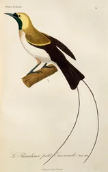 Junges Männchen des Kleinen Paradiesvogels, Gravur aus Histoire naturelle des oiseaux de paradis et des epimagues