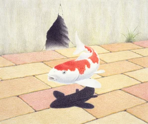 Koi