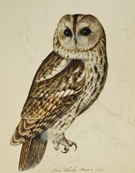 Braune Eule (Strix Ulula)