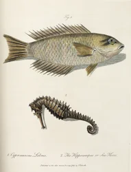 Fisch und Seepferdchen