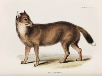 Fuchs, Falklandinseln, ca. 1832-1836