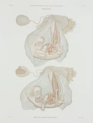 Gynäkologie: Menschlicher Fötus im Alter von 40 Tagen, ca. 1847-1859