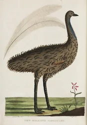 Neuholländischer Kasuar, Australien, ca. 1788