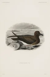 Sturmvogel