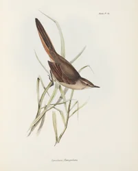 Spitzschwanz, Südamerika, um 1832-1836