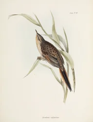 Spitzschwanz, Südamerika, ca. 1832-1836