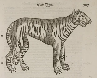 Der Tiger
