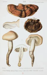Zwei Arten von Pilzen, um 1874