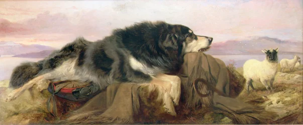 Der Hund des Schäfers