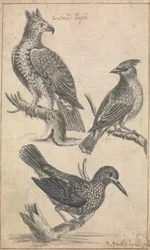 Gekrönter Adler und zwei Vögel