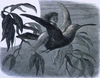 Eine Fee (oder eine Nymphe) reitet auf einem Kolibri. Illustration aus "In Fairy land. A series of pictures from the elf - world" von Richard Doyle