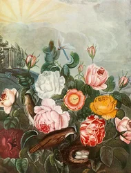 Rosen, um 1805