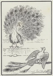 Der Eichelhäher und der Pfau