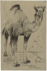 Dromedar, 1894
