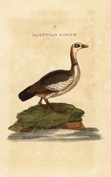 Nilgans, Alopochen aegyptiaca