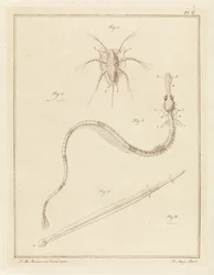 Gewöhnliche Seepocke, große Seenadel und ein Pfeilwurm