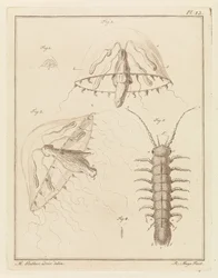 Leptomeduse und ein Brackwasserassel