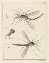 Federfliege