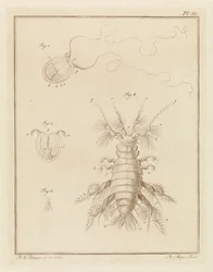 Polypqualle und ein Sandflohkrebs