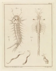Stechmücke, Slabbers Trompetoog und ein Wurm