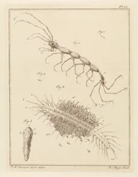 Teringlijdertje und ein Borstelwurm