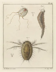 Verschiedene Meerestiere