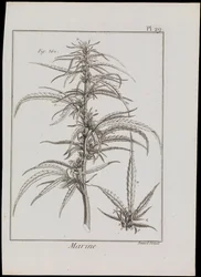 Marineschema von Blumen, ca. 1810
