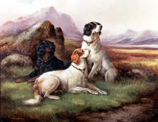 Setter in einer Highland-Landschaft