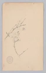 Ast