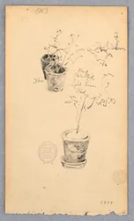 Blumentöpfe, 1877