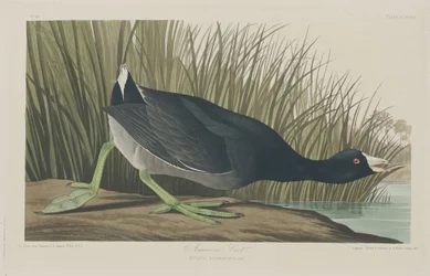Amerikanisches Blässhuhn, 1835