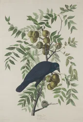 Amerikanische Krähe, 1833